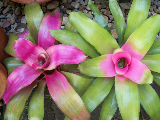 bromeliad